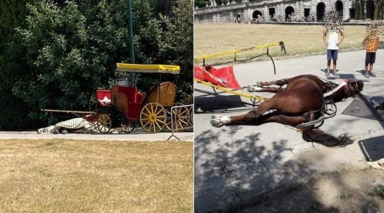 Cavallo deceduto