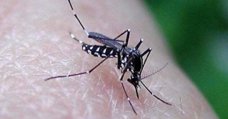 febbre Nilo cremona morto