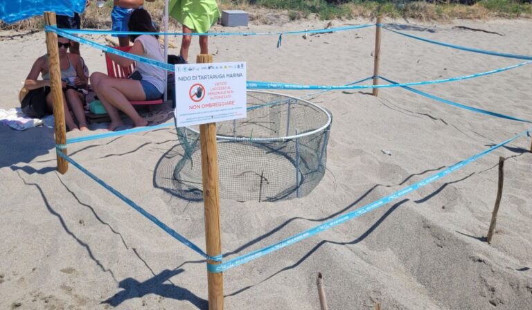 Caretta Caretta ieri schiusa spiaggia camping Pineta Marina di Camerota