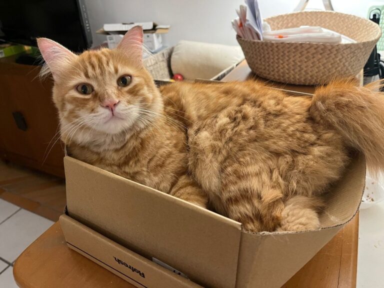 "I gatti conquisteranno il mondo", perché gli amati felini ci piacciono tanto?