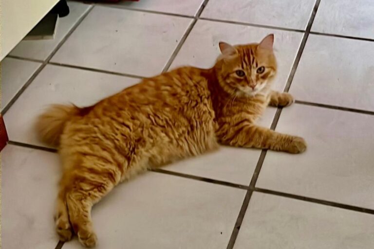 8 agosto, giornata mondiale del gatto: aneddoti e curiosità