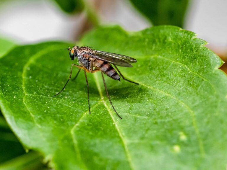 Le zanzare, nemiche per la pelle: come scelgono le loro vittime e perché